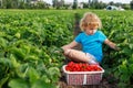 Child picking strawberries at a strawberry farm. Girl sitting in a field with basket full of red berries in summer Royalty Free Stock Photo