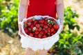 Kids pick strawberry on berry field in summer