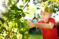 A child picking up blackberries in the garden on a sunny summer day. Kid is stretching and grabbing ripe berries Royalty Free Stock Photo