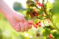 A child picking up red currant in the garden on a sunny summer day. Kids hand is stretching and grabbing ripe berries Royalty Free Stock Photo