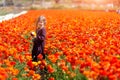 Child picking wild flowers in field. Kids play in a meadow and pick flower bouquet for mother on summer day Royalty Free Stock Photo