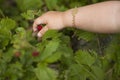 Child picking a wild strawberry