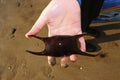 Child finds a SPOTTED RAY Raja montagui, Eggcase on the devon coast uk