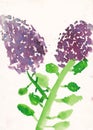 Child picture of syringa (lllac) watercolor illustration