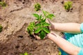 A child plants a plant in the garden. Royalty Free Stock Photo