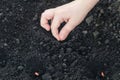 Child plants the seed. Child hand holding a cucumber seed for planting in the soil Royalty Free Stock Photo