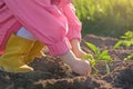 The child plants a small plant seedling in the ground. Royalty Free Stock Photo