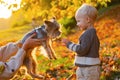 Child play with yorkshire terrier dog. Toddler boy enjoy autumn with dog friend. Small baby toddler on sunny autumn day Royalty Free Stock Photo