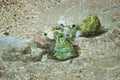 Child playing on the beach and building stone tower. stones on the beach