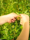 Child playing on meadow examining field flowers Royalty Free Stock Photo