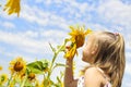 Child playing in sunflower field on sunny summer day Royalty Free Stock Photo