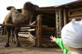 The child pulls his hand towards the camel
