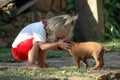 Child and puppy pet Royalty Free Stock Photo