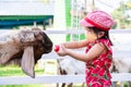 Child raise farm animals. Children feed goats with milk. Kids wear red hat to protect from the hot sun. Cute girl wear cloth masks
