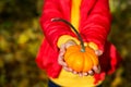 A child in a red jacket and a yellow sweater holds a decorative real pumpkin in his hands. Autumn mood, dry fallen leaves, Royalty Free Stock Photo