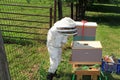 Child Removing the Inner Lid from a Beehive