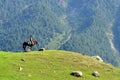 Child riding horse in Sonamarg, Kashmir, India Royalty Free Stock Photo