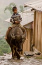 Child riding a buffalo