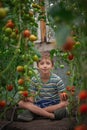 Child with ripe red tomatoes in the greenhouse. Concept healthy eating vegetables for kids Royalty Free Stock Photo