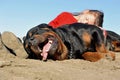 Child and rottweiler Royalty Free Stock Photo