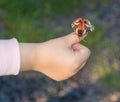 On the child`s arm butterfly. Royalty Free Stock Photo