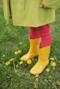 The child`s feet are in rubber yellow rain boots and bright pink tights. Blooming dandelions in a spring meadow Royalty Free Stock Photo