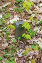 Child`s Grave Marker in an Old Forgotten Cemetery Royalty Free Stock Photo