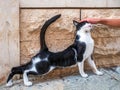 A child`s hand caresses a black cat outdoors