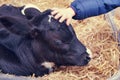 A childÃÂ´s hand caresses a little calf