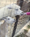 Child`s hand feed animal in zoo Royalty Free Stock Photo