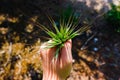Child`s hand in the field holds a bundle of natural wheat ears Royalty Free Stock Photo