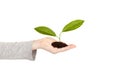 Child`s hand with green plant isolated Royalty Free Stock Photo