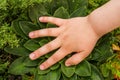 Child`s Hand on Green Plant Leaves Royalty Free Stock Photo