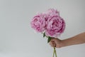 child`s hand hold buoquet of gentle pink peony to present for the holiday on white background. Royalty Free Stock Photo