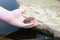 Child`s Hand Holding American Toad by Pond