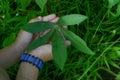 A child's hand holding a cassava leaf. tapioca leaves that grow wild in Indonesia Royalty Free Stock Photo