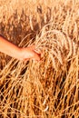 Child`s hand holding golden wheat ears against wheat field background Royalty Free Stock Photo