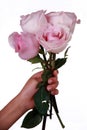 Child's hand holding pink roses