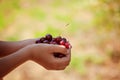 Child`s hand holding a red cherries on green nature background. Royalty Free Stock Photo