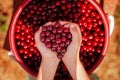 Child`s hand holding a red cherries on green nature background. Royalty Free Stock Photo