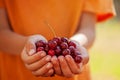 Child`s hand holding a red cherries on green nature background. Royalty Free Stock Photo