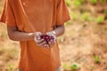 Child`s hand holding a red cherries on green nature background. Royalty Free Stock Photo