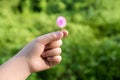 Child`s hand Holding small flowers in green background Royalty Free Stock Photo