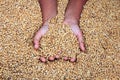 A child`s hand holding  grains Royalty Free Stock Photo