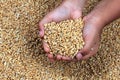 A child`s hand holding grains Royalty Free Stock Photo