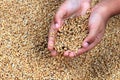 A child`s hand holding grains Royalty Free Stock Photo