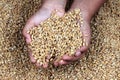 A child`s hand holding grains Royalty Free Stock Photo