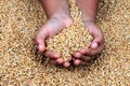 A child`s hand holding grains Royalty Free Stock Photo