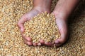 A child`s hand holding grains Royalty Free Stock Photo