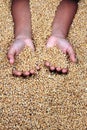 A child`s hand holding grains Royalty Free Stock Photo